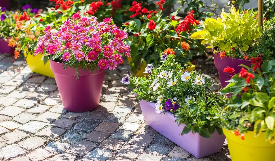 Les plantes fleuries extérieures incontournables pour égayer votre jardin