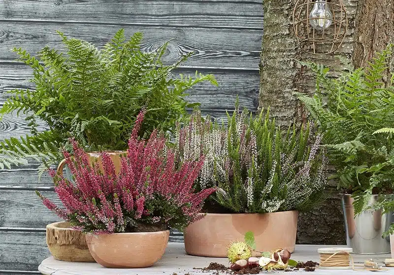 Les plantes fleuries extérieures incontournables pour égayer votre jardin